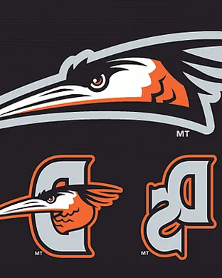 Delmarva Shorebirds Hickory